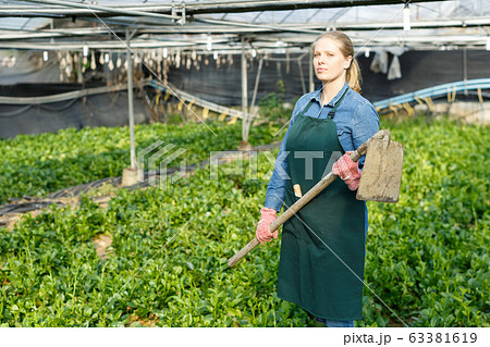 Female horticulturist with mattock working with creeping spinach in hothouse Female horticulturist with mattock working with creeping spinach in hothouse 63381619