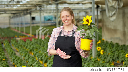Female controlling quality of sunflowers 63381721