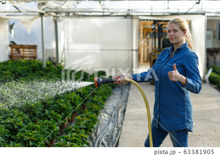 Woman watering Poinsettia in greenhouse Woman watering Poinsettia in greenhouse 63381905