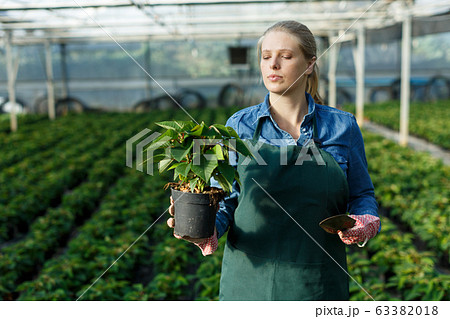 Young female gardener standing near seedlings of euphorbia pulcherrima 63382018
