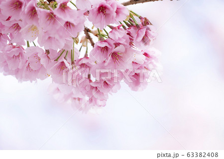 さくら・アップ 63382408