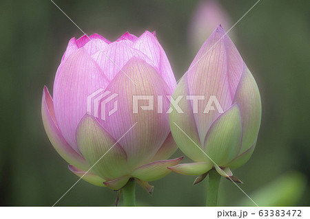 古代ハス 古代ハス 63383472