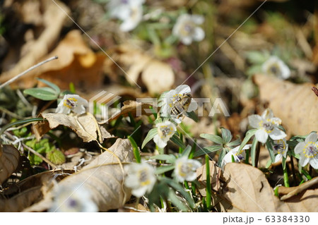 節分草の蜜を吸う二ホンミツバチ 節分草の蜜を吸う二ホンミツバチ 63384330