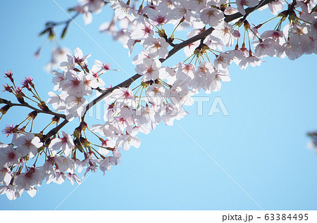 桜02 桜02 63384495
