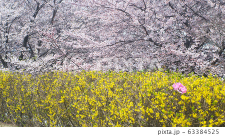 桜22　桜とレンギョウ 63384525