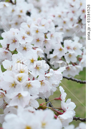 桜23 63384526