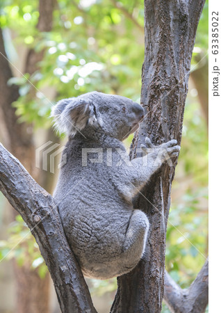 コアラ コアラ 63385022
