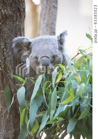 コアラ コアラ 63385023