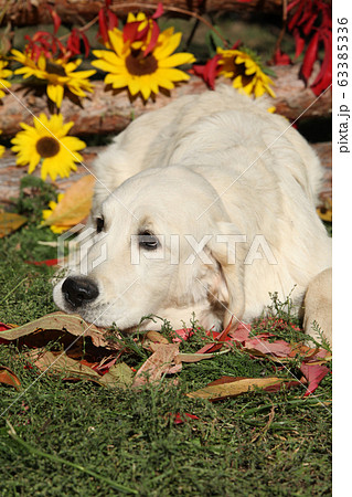 Nice Golden retriever in Autumn 63385336