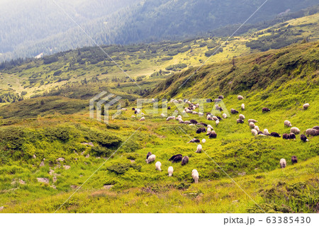 Sheep graze in the mountains. Traditional economy Highlanders 63385430