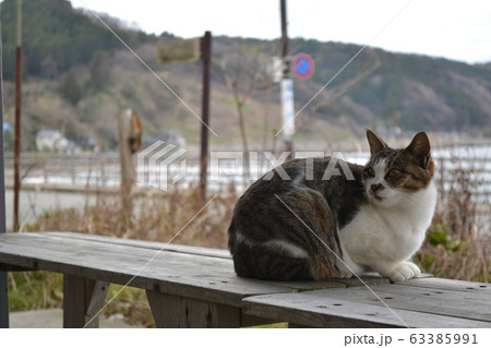 石川県輪島市　海辺の猫 63385991