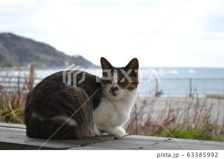 石川県輪島市　海辺の猫 63385992