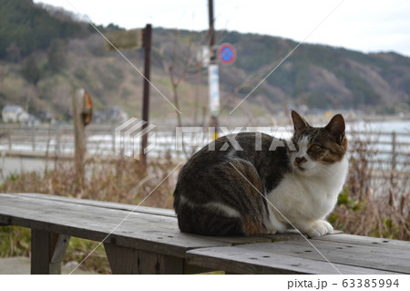 石川県輪島市　海辺の猫 63385994