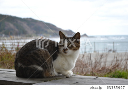 石川県輪島市　海辺の猫 63385997
