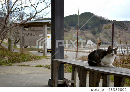 石川県輪島市 海辺の猫 石川県輪島市 海辺の猫 63386002