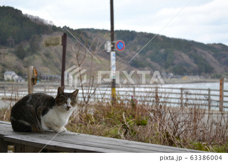 石川県輪島市　海辺の猫 63386004