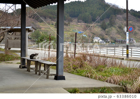 石川県輪島市 海辺の猫 石川県輪島市 海辺の猫 63386010