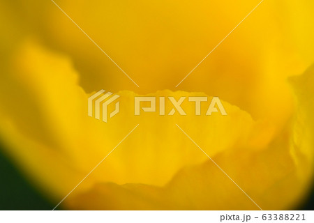 ポピー　イエロー 63388221