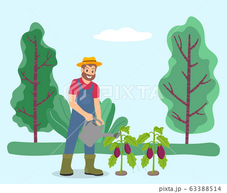 Farmer Watering Eggplants with Pot, Vegetable Farmer Watering Eggplants with Pot, Vegetable 63388514