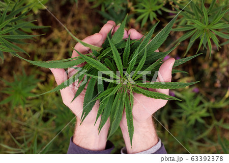 Green leaves of marijuana in a hands. Marijuana Green leaves of marijuana in a hands. Marijuana 63392378