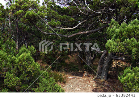 Path in the old juniper forest Path in the old juniper forest 63392443