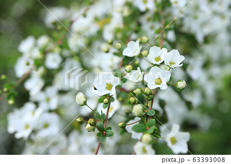 白い雪柳の花　隅田川沿いの白山堀公園　堀船周回ロード　 63393008