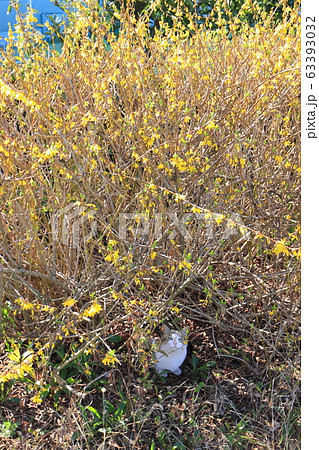 黄色いレンギョウの花に猫 黄色いレンギョウの花に猫 63393032