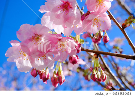 サトザクラの淡いピンク色の花 サトザクラの淡いピンク色の花 63393033