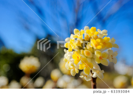 黄色いミツマタの花 隅田川沿いの白山堀公園 堀船周回ロード 黄色いミツマタの花 隅田川沿いの白山堀公園 堀船周回ロード 63393084
