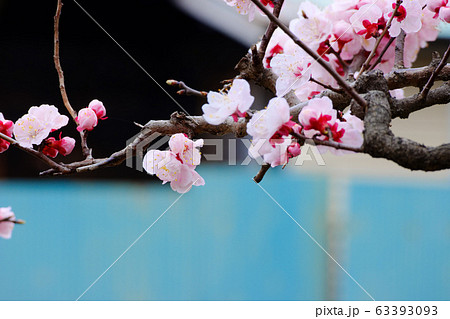 白い梅の花　　 63393093