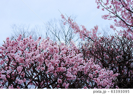 白い梅の花 桜 白い梅の花 桜 63393095