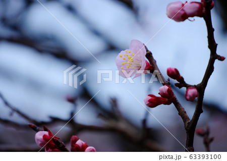 白い梅の花　　 63393100