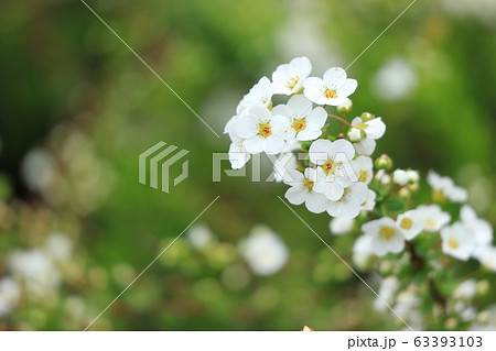 白い雪柳の花 隅田川沿いの白山堀公園 堀船周回ロード  白い雪柳の花 隅田川沿いの白山堀公園 堀船周回ロード  63393103