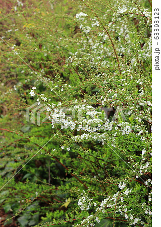 白い雪柳の花 隅田川沿いの白山堀公園 堀船周回ロード 白い雪柳の花 隅田川沿いの白山堀公園 堀船周回ロード 63393123