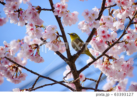 サトザクラの淡いピンク色の花とメジロ サトザクラの淡いピンク色の花とメジロ 63393127