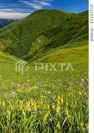 巻機山稜線のキンコウカと牛ヶ岳 巻機山稜線のキンコウカと牛ヶ岳 63393519