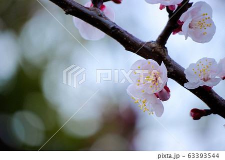 白い梅の花 白い梅の花 63393544