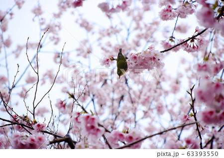 サトザクラの淡いピンク色の花とメジロ　水滴 63393550
