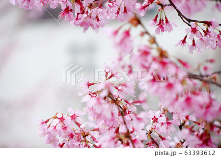 濃い桃色のサクラの花 水滴 濃い桃色のサクラの花 水滴 63393612
