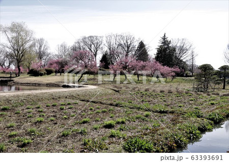 古河総合公園（蓮沼と桃林） 63393691