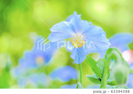 青いケシ２ 63394398