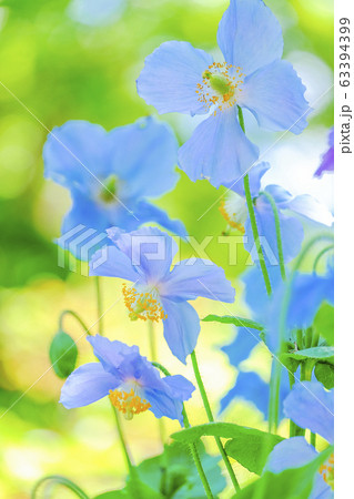 青いケシ（縦）１ 63394399