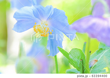 青いケシと色変わり 63394400