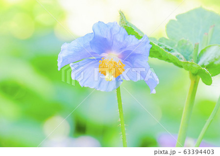 青いケシ4 青いケシ4 63394403