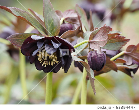 クリスマスローズ クリスマスローズ 63394447