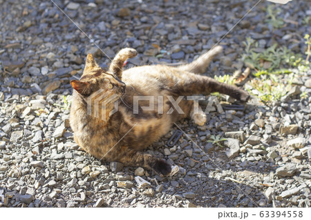 戦闘態勢のさび猫の写真素材