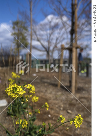 菜の花と青空 菜の花と青空 63394601
