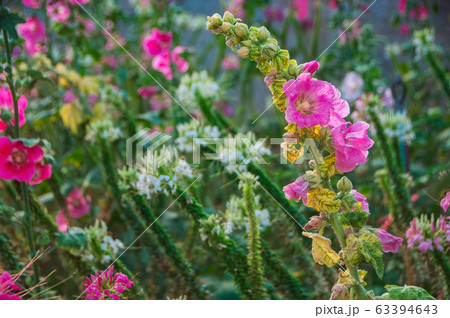 Hollyhock flower blossoms or Alcea rosea in the 63394643