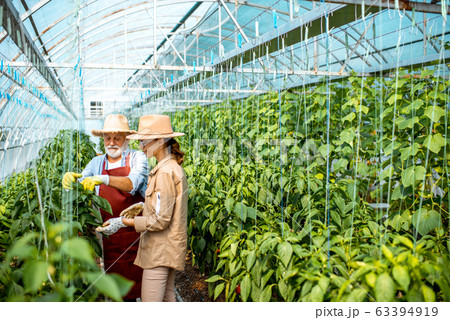 Woman with grandfather growing peppers on a farm 63394919