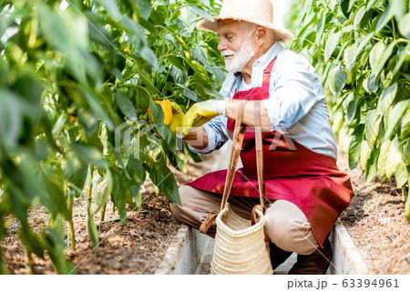 Senoir man harvesting peppers on a farm 63394961